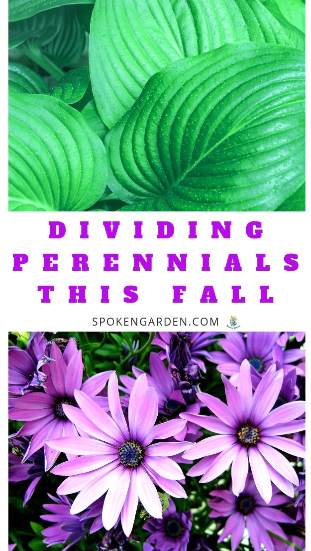 Dividing perennials plants with text overlay