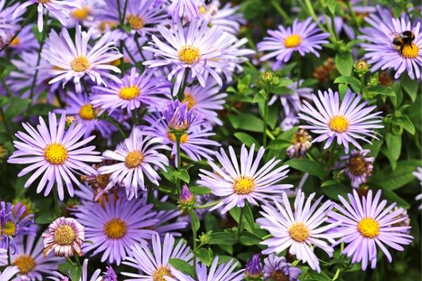 Asters are perennials that can be divided