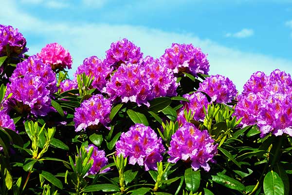 Purple Rhododendron, a drought-tolerant plant