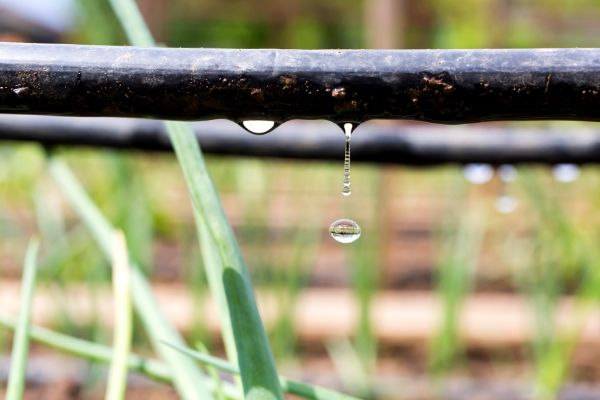 Water-efficient landscaping option- soaker or drip hoses