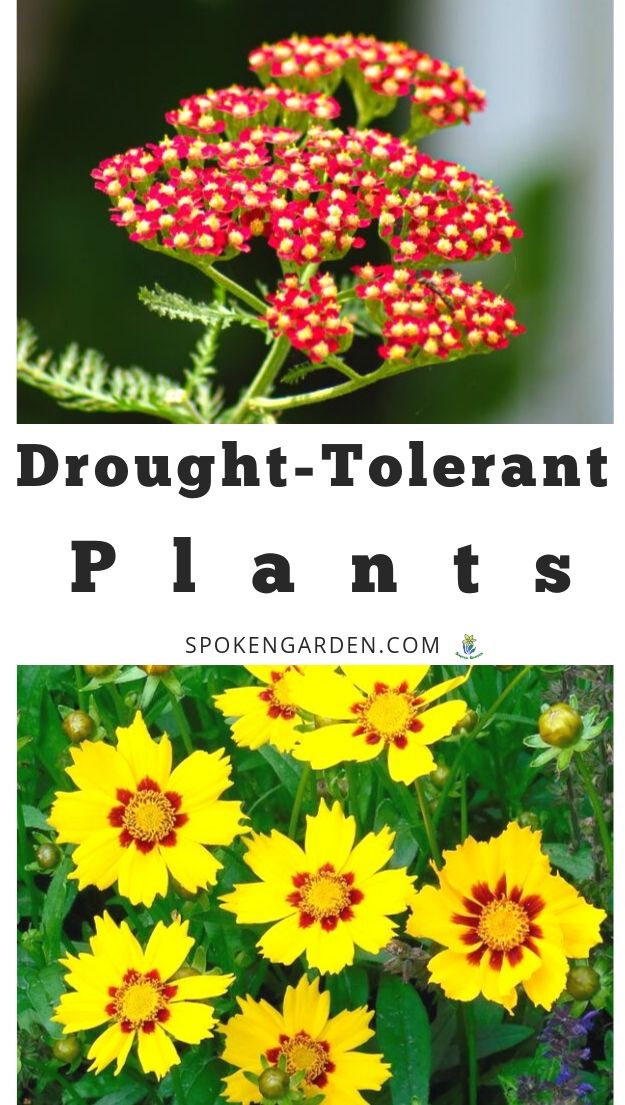 drought-tolerance perennials with text overlay