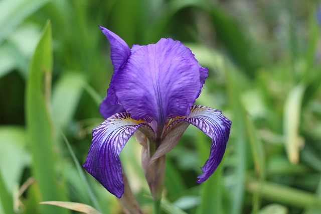 Purple Iris planted in the fall