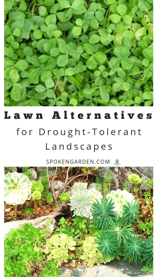 Lawn alternatives and landscaping with text overlay
