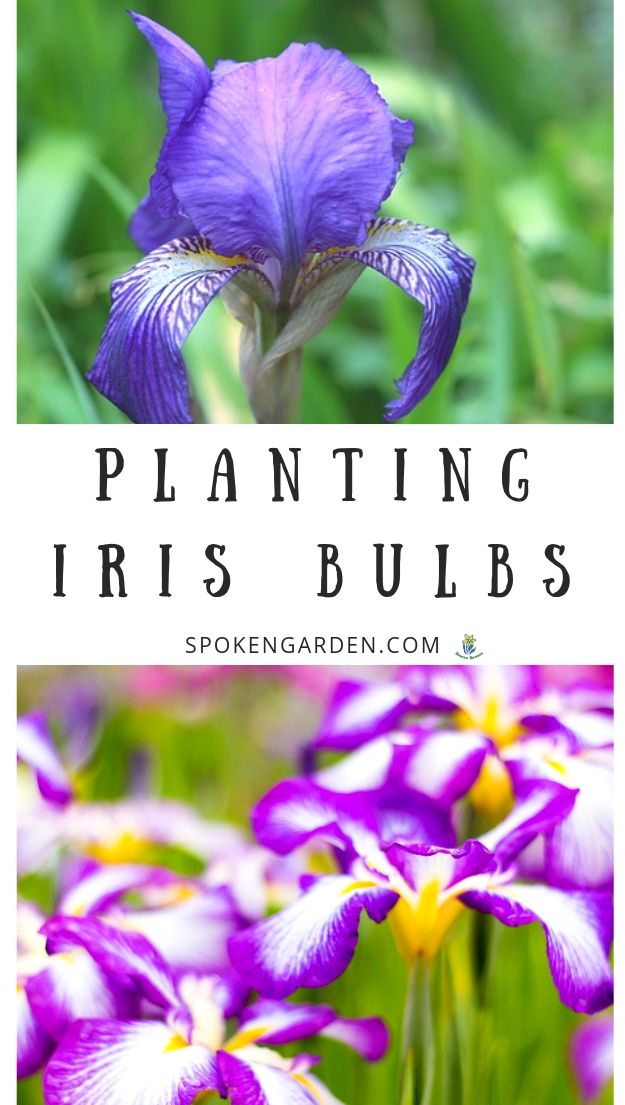 Planting Iris bulbs with text overlay