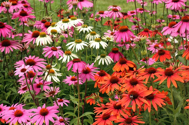 coneflowers in pink, orange, and white colors