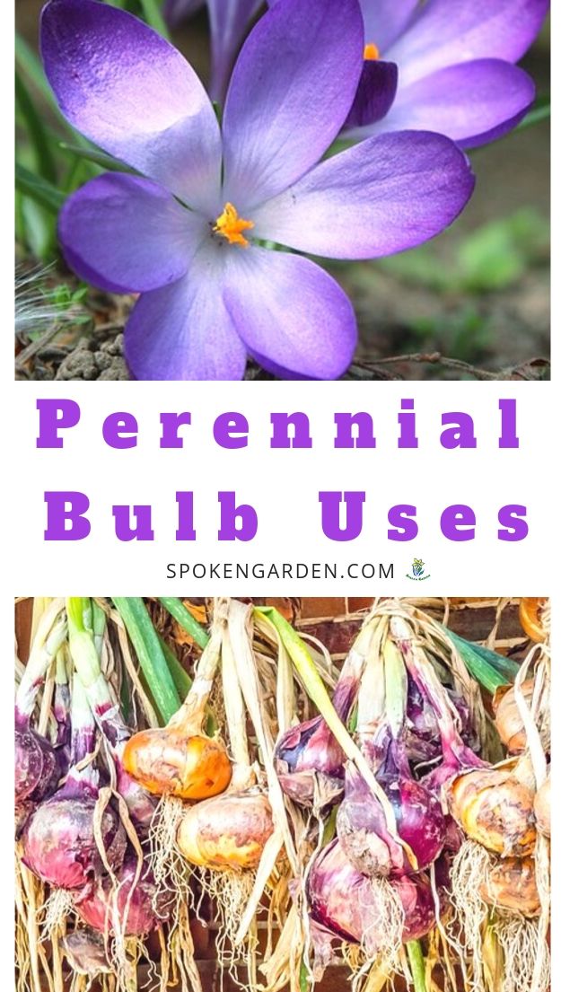 Perennial bulb uses with text overlay