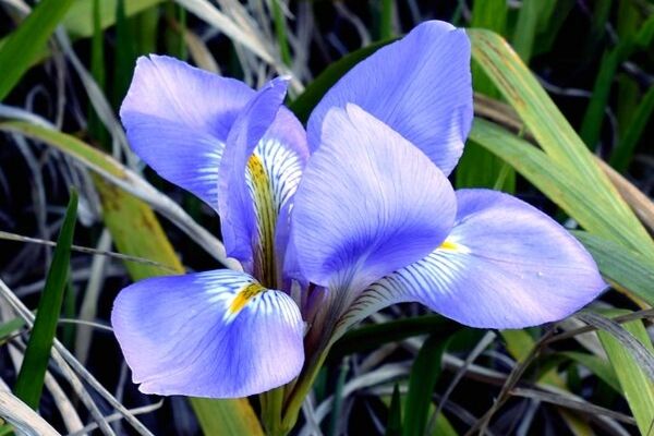 Different types of irises