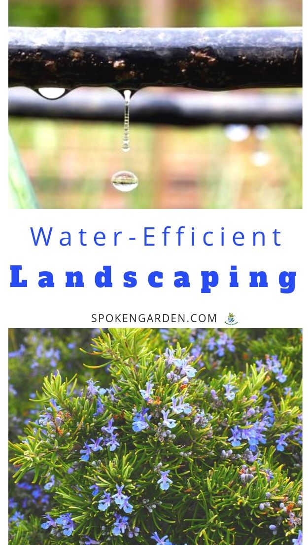 Water-effifient landscaping options