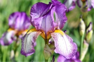 Iris Plant Profile 1