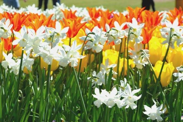 Tips for best ways to plant bulbs