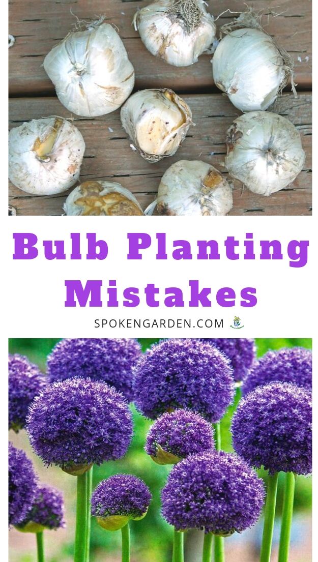 Bulb planting mistakes to avoid
