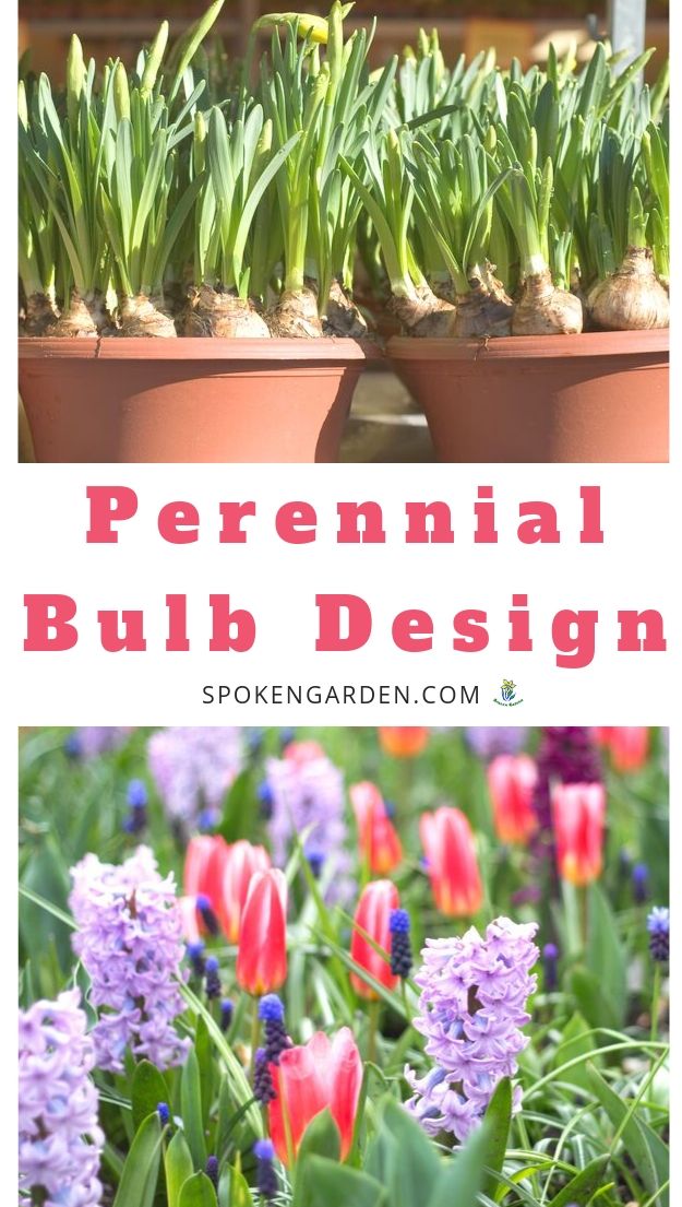 Adding flowering bulbs to your yard