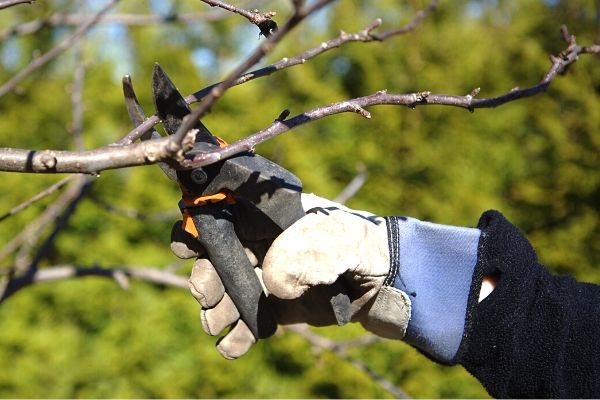 Hand pruners are a benefit to pruning