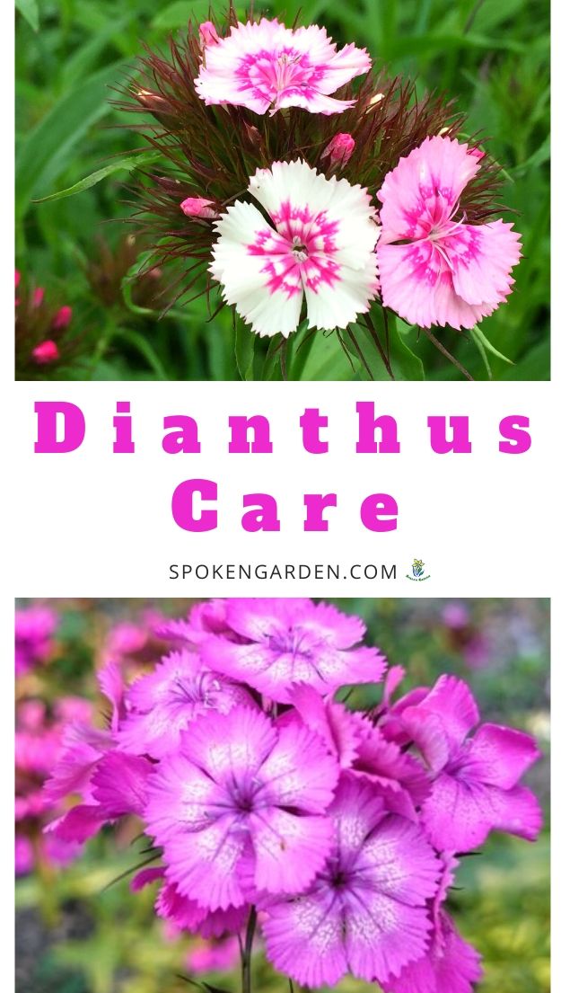 Caring for Dianthus plants