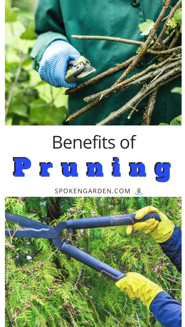 Benefits of pruning with text overlay