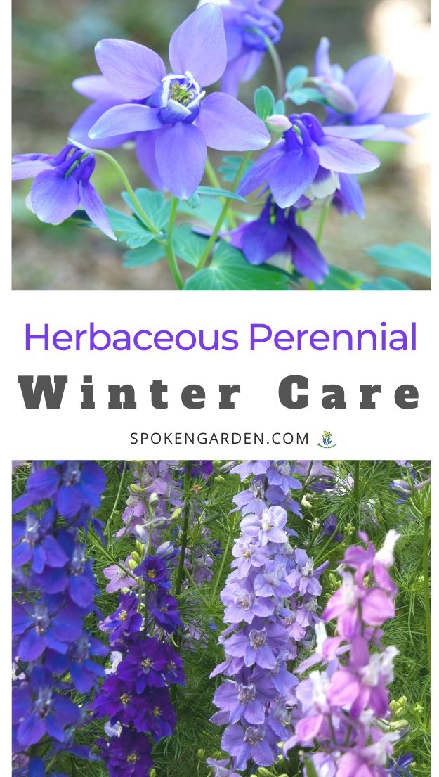 Caring for herbaceous perennials