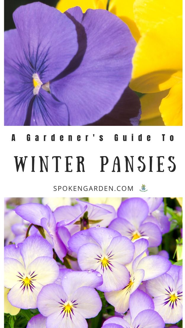 Yellow and purple winter pansies in winter landscape