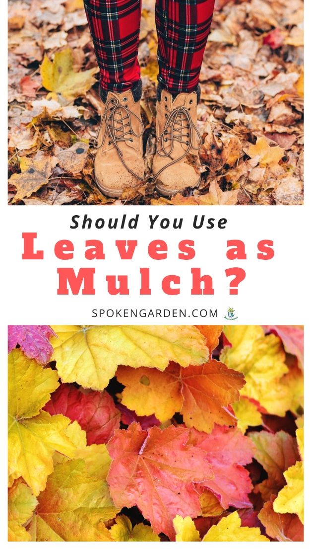 Using leaves as mulch