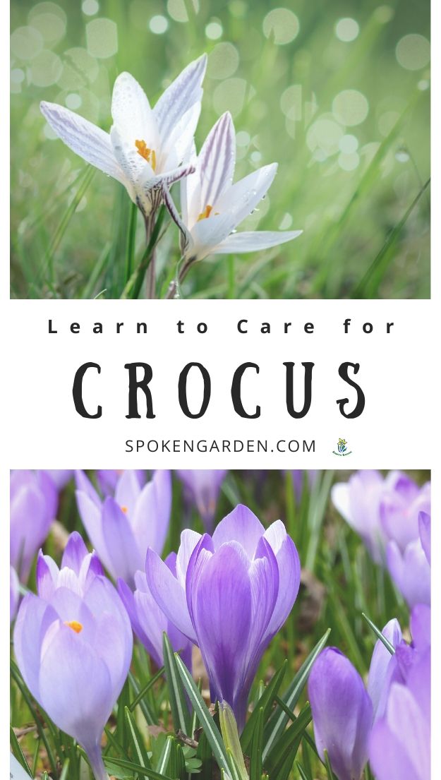 A mix of white crocuses and purple crocus flowers with text overlay