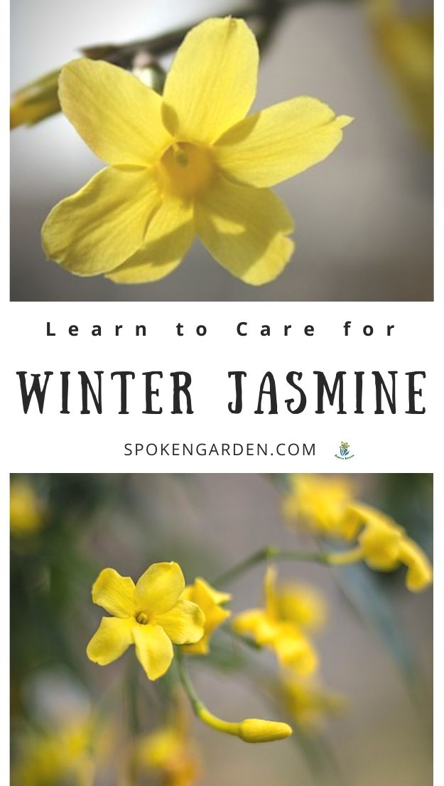 Yellow Winter jasmine in winter landscape with text overlay