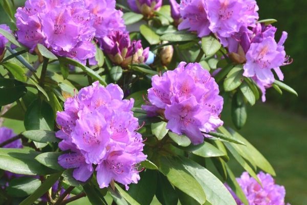 Purple rhododendrons in this interview about a gardener's career in plants