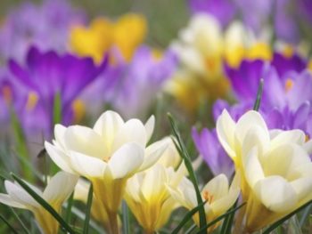 Yellow, white, and purple crocus flowers blooming in a field