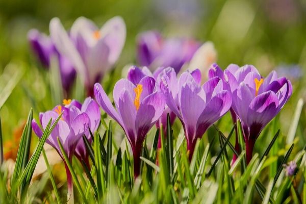Field of purple spring crocus flowers in this mini plant profile