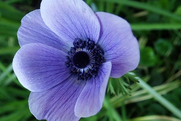 Purple spring-blooming anemone flower
