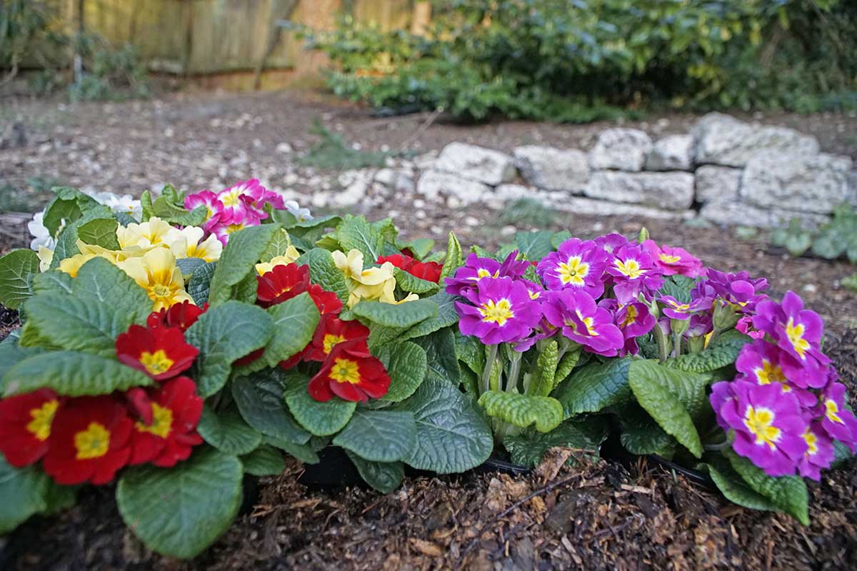 Red, pink, and yellow primroses shown in a landscape with mulch and planted using the phrase "right plant, right place"
