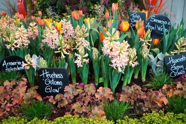 Layers of spring hyacinths, tulips, heuchera, and more in a spring garden design