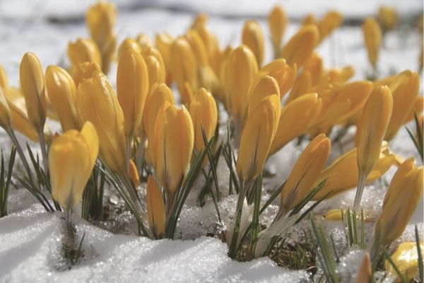 Crocus flowers emerging from snow.