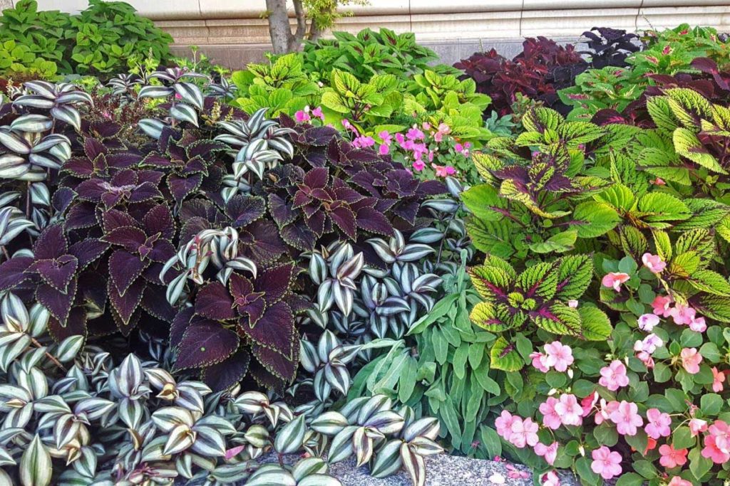 plants for your garden 2