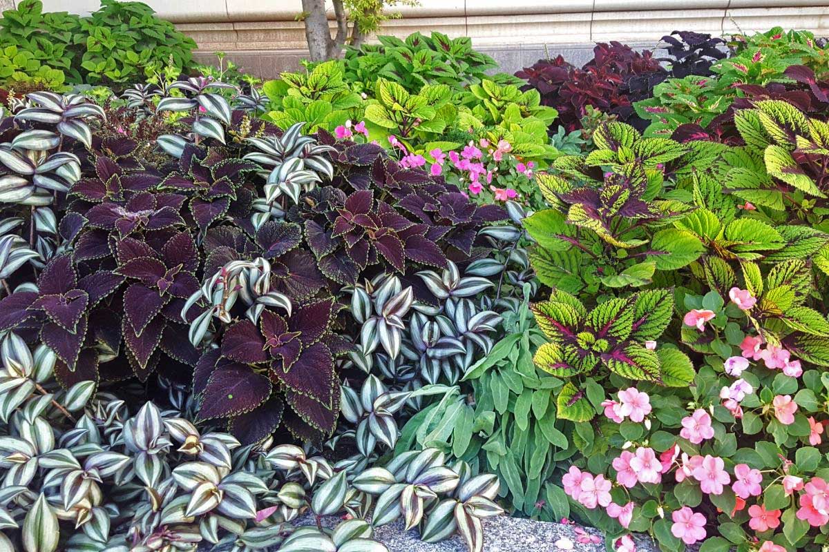 Colorful plants for your garden with various types of coleus and impatiens 
