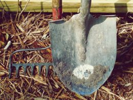 A rake and shovel together standing up on top of hay or straw bed.