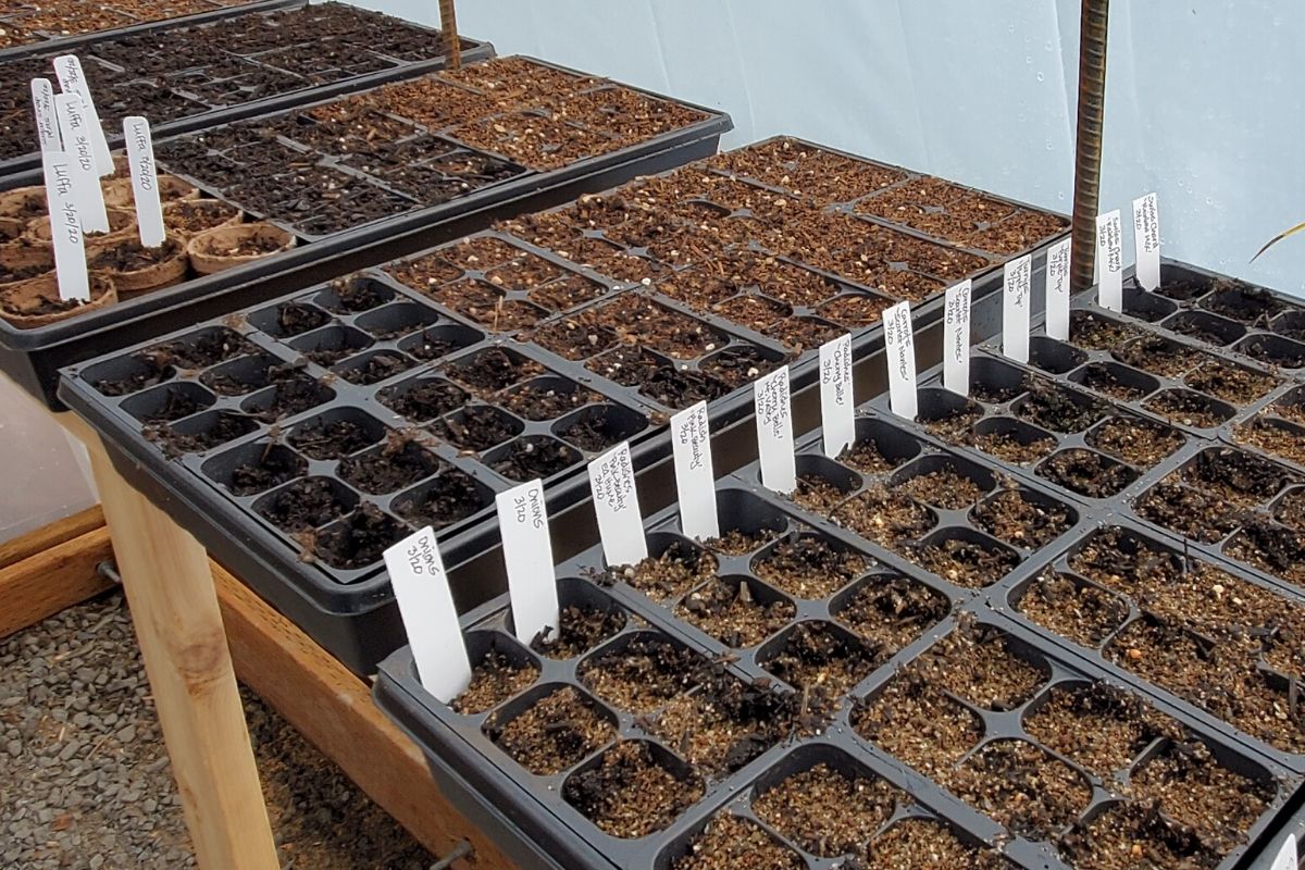 Seed starting trays laid out for plant propagation