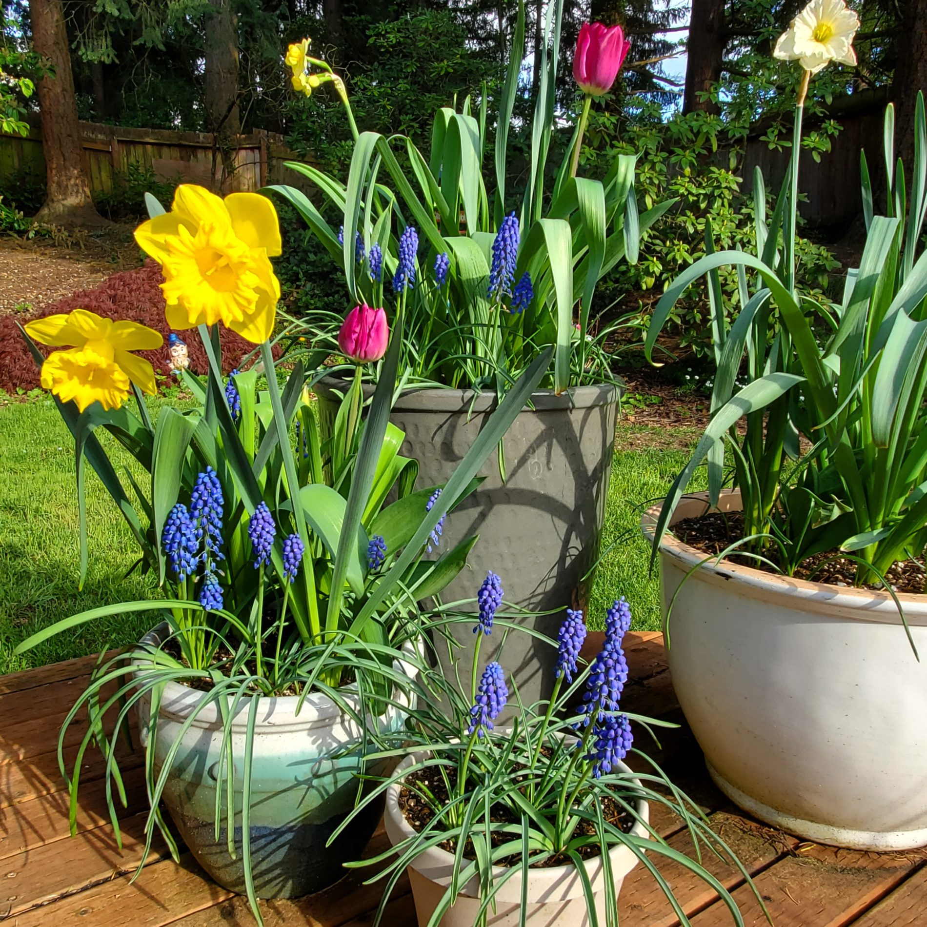 Potted daffodils, hyacinth, and tulips on a deck at home.
