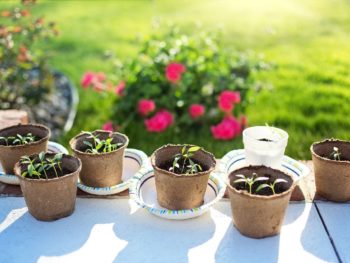 Small seedlings in peat pots on an outside white table on a sunny day with larger plants in containers and green grass in the background.