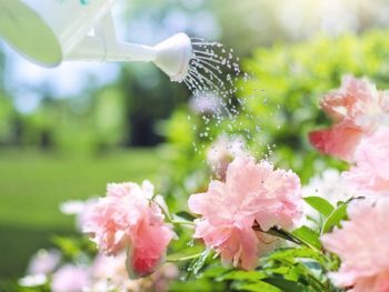 Person watering plants with watering can in outdoor garden with flowers in full bloom.