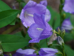 Light bluish purple cup shaped flower of campanula with dew sprinkled over them.