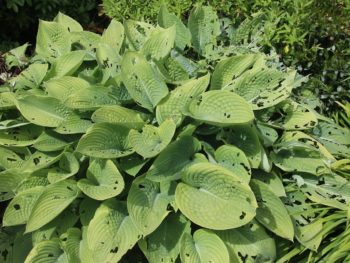 A green leaved hosta plant showing small random eaten holes in different leaves to show slug damage.
