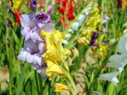 Multiple gladiolus blooms of pink, yellow, white and others in a garden.