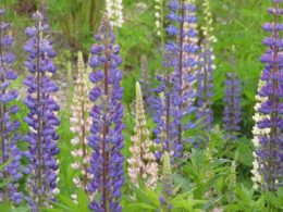 Purple and white, with some pink, flower spikes of lupine flowers in a field or garden.