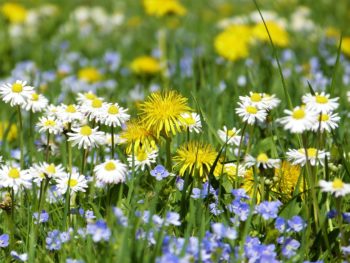 Blooming flowers in a field or meadow in different colors of yellow, white, purple with lots of green leaves i nthe back drop.