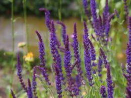 Purple spikes of sage flowers grouped together in a garden.