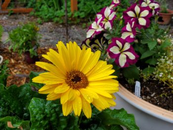 Gerbera daisy read to be planted in a container with it's bright yellow petals and brown flower center.