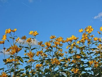 A grouping of tall yellow flowers with blue sky behind them.