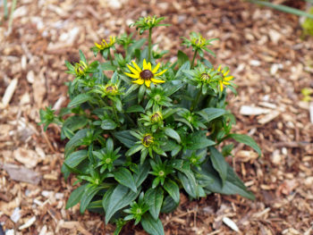 a single black-eyed susan plant in full bloom with yellow flowers in a garden ground bed surround by arborist mulch.