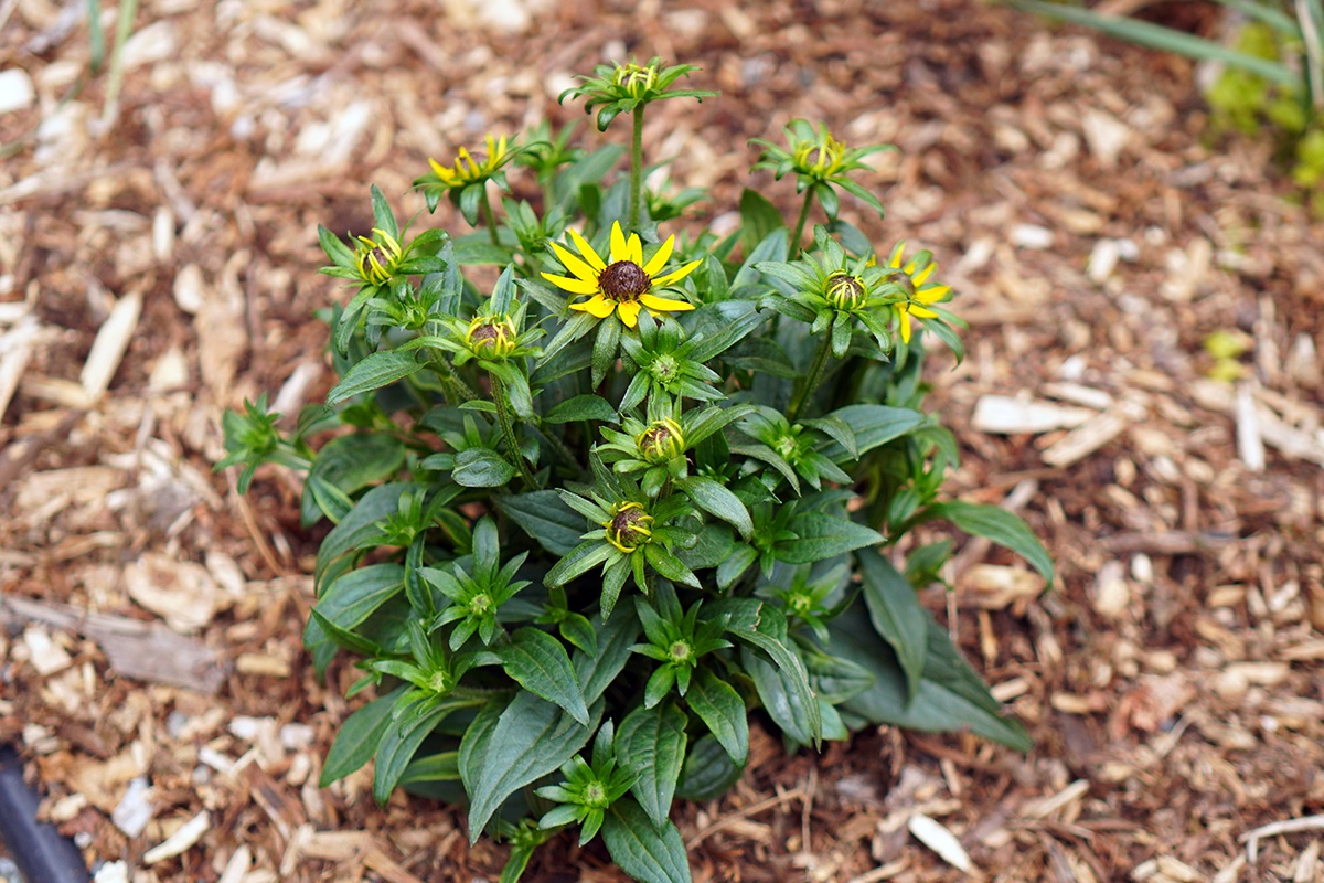 a single black-eyed susan plant in full bloom with yellow flowers in a garden ground bed surround by arborist mulch.