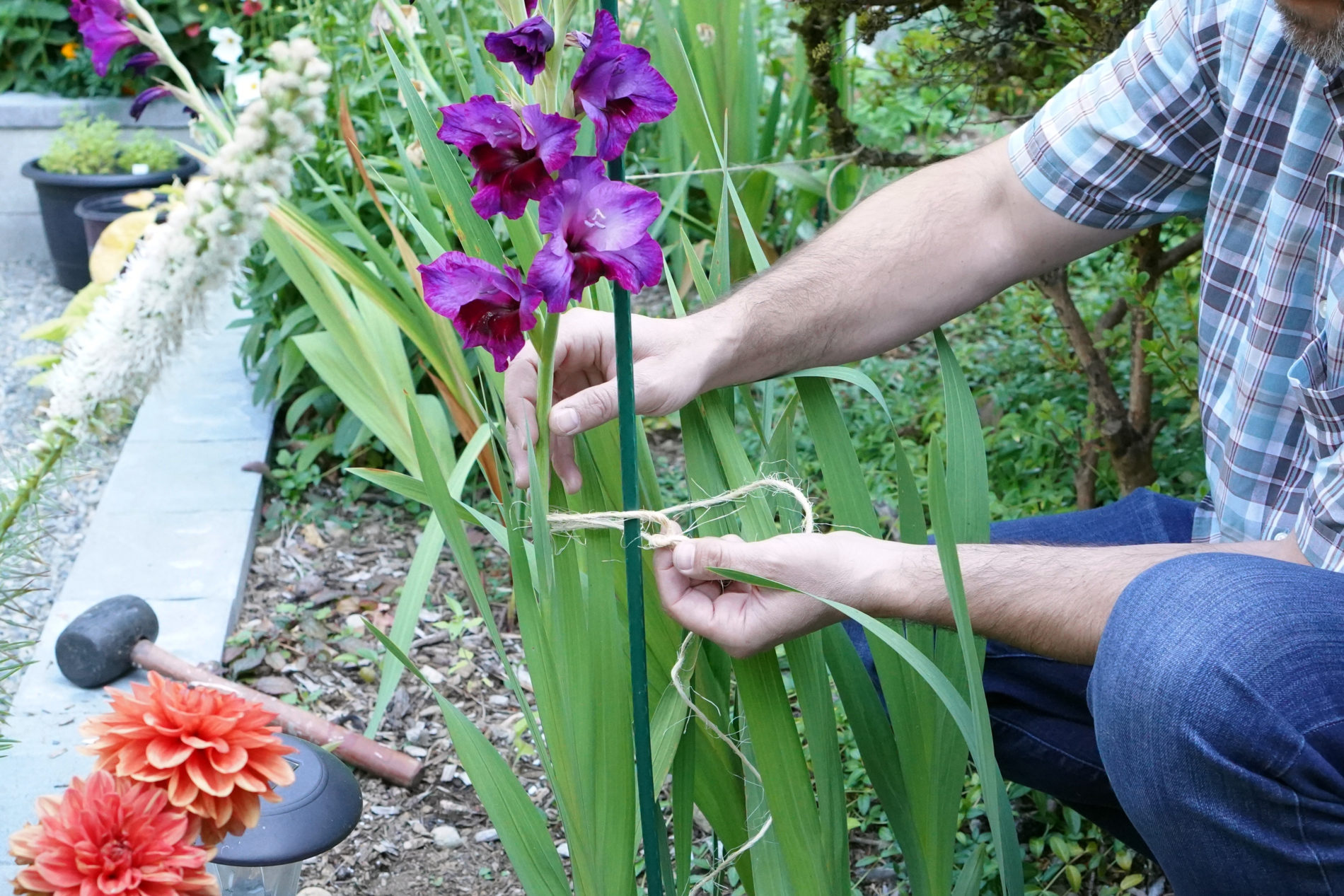 Tying a purple gladiolus plant stem to a plant stake