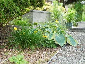 Perennial plants with green leaves planted along a gravel path showing different leaf textures and colors.